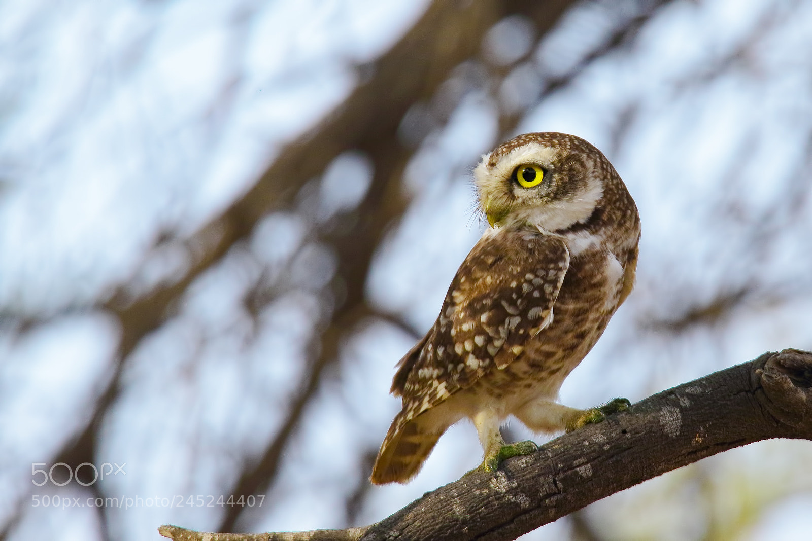 Canon EOS 7D Mark II sample photo. Spotted owlet photography