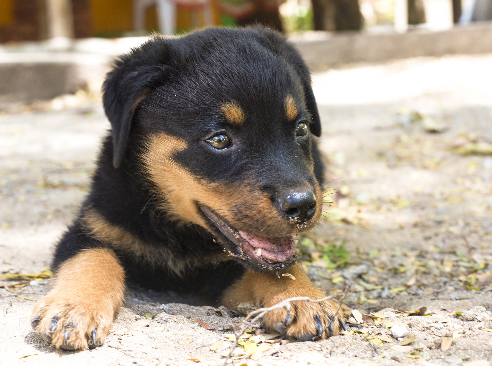 Nikon D810 sample photo. Rot pup photography