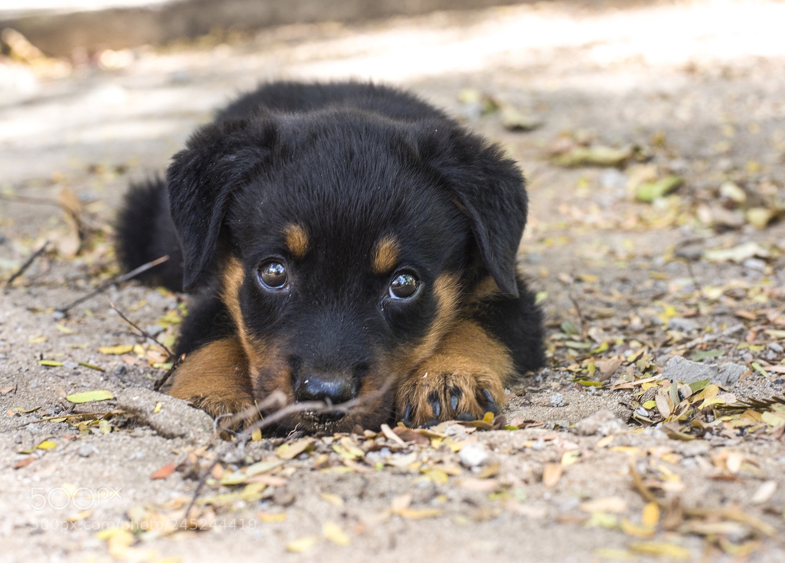 Nikon D810 sample photo. Puppy eyes ss photography