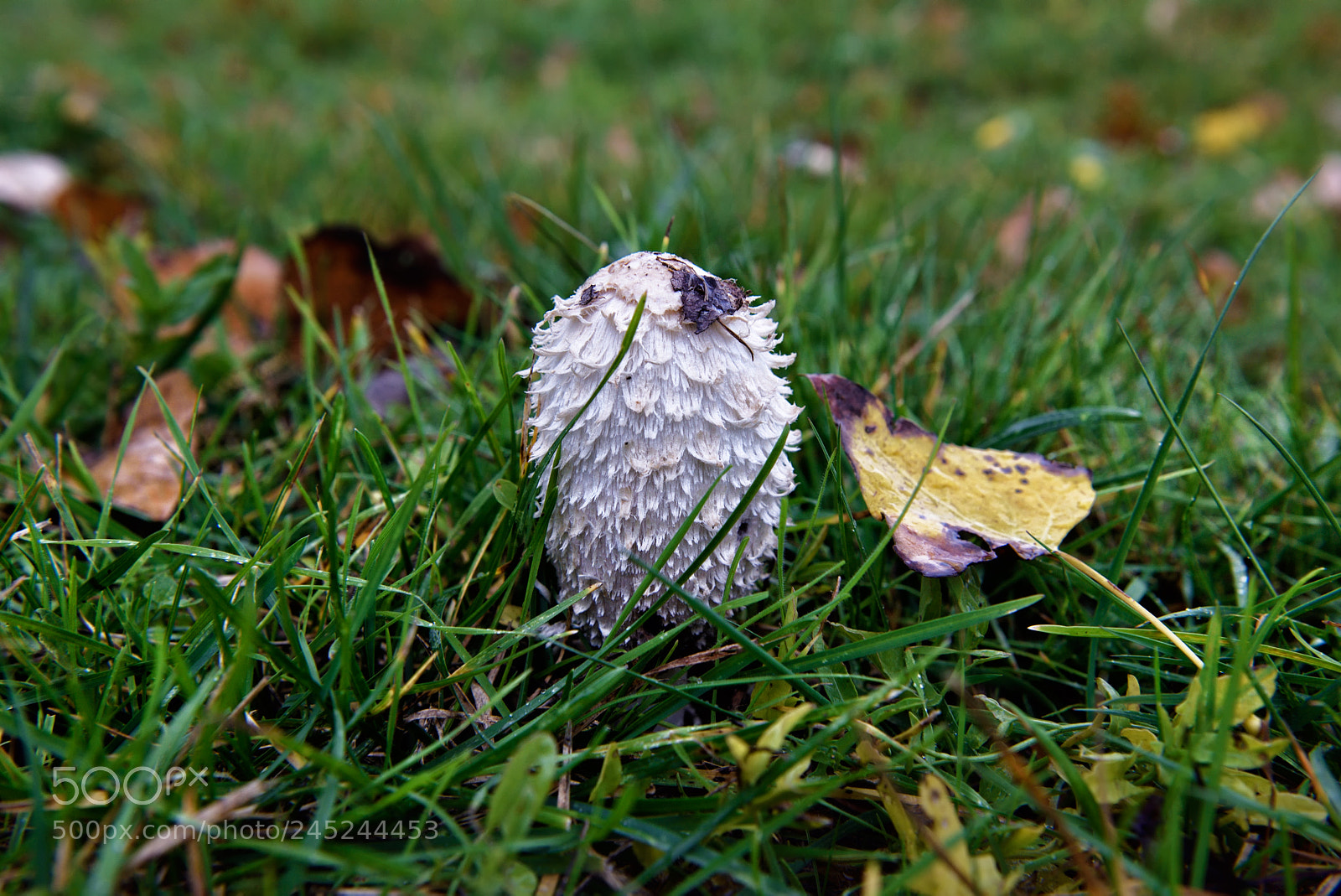 Nikon D810 sample photo. Lovely nature xi photography