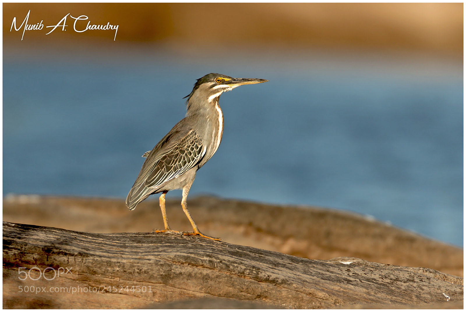 Canon EOS-1D Mark IV sample photo. The golden heron! photography