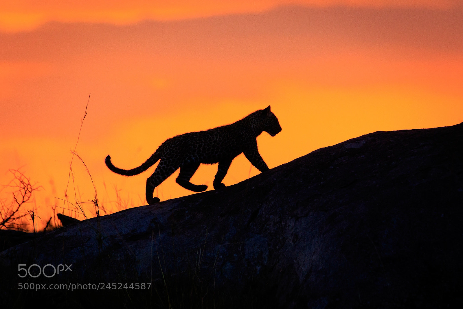 Canon EOS 7D Mark II sample photo. Tanzania - serengeti photography