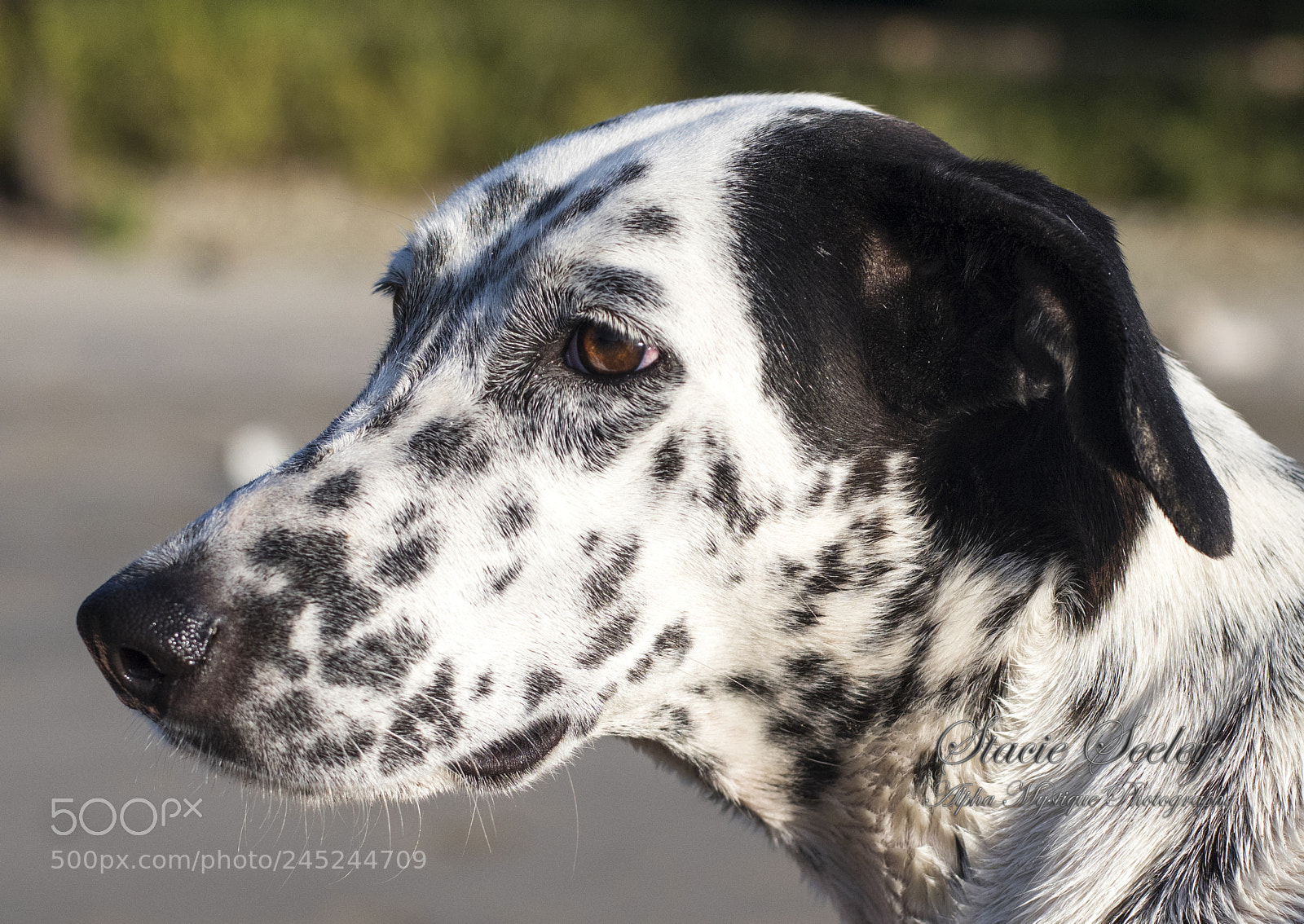 Nikon D810 sample photo. Chacha dogwm photography