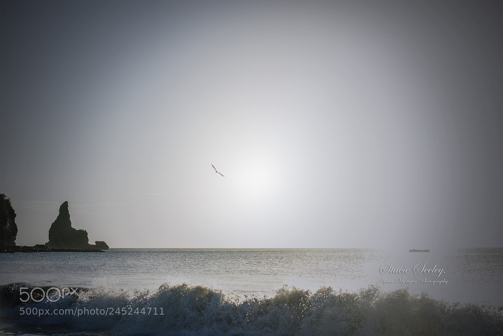 Nikon D810 sample photo. Pelican silouette wm photography