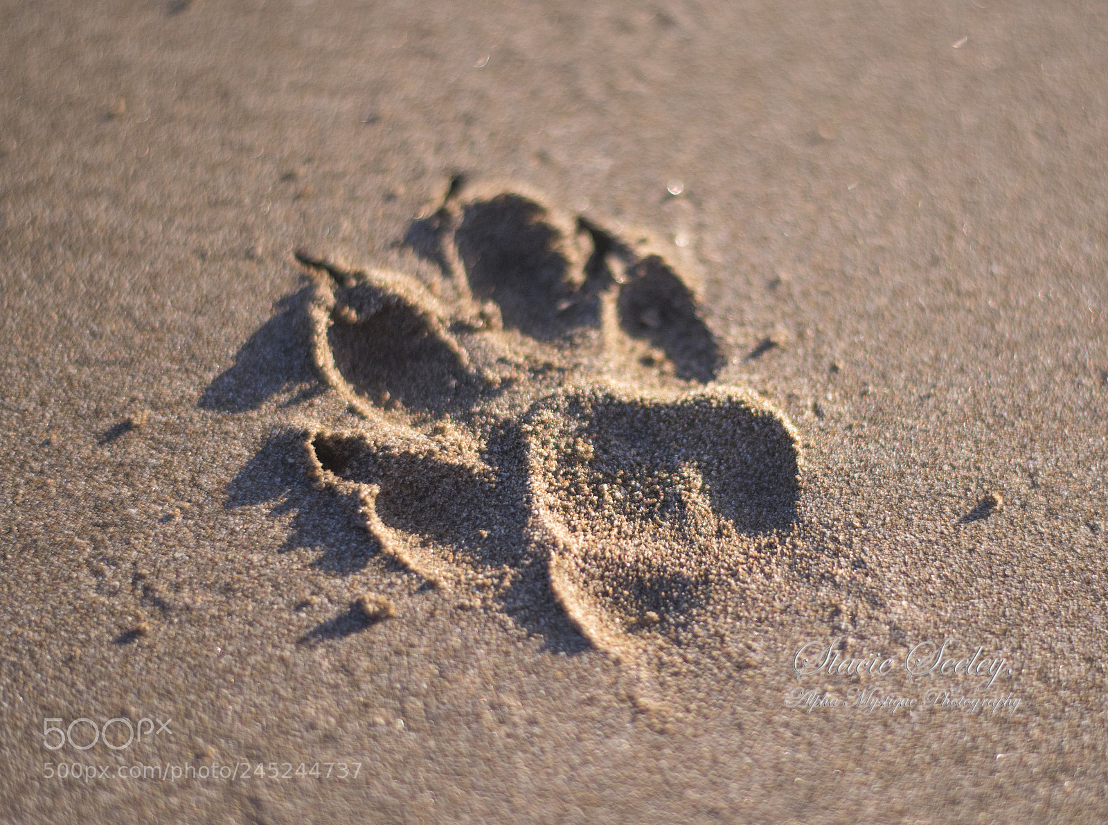 Nikon D810 sample photo. Sandprint wm photography