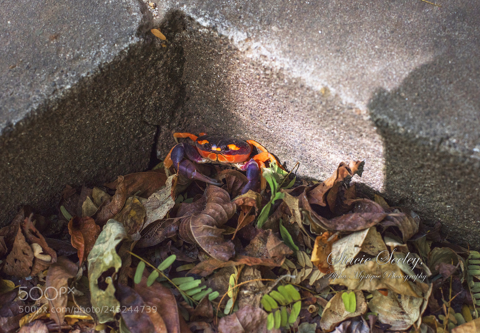 Nikon D810 sample photo. Visiting crab wm photography