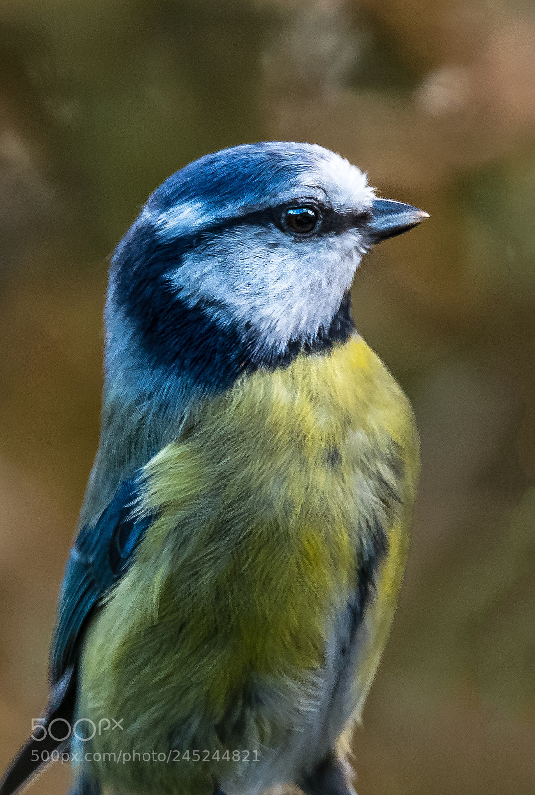 Nikon D850 sample photo. Blue tit closeup photography