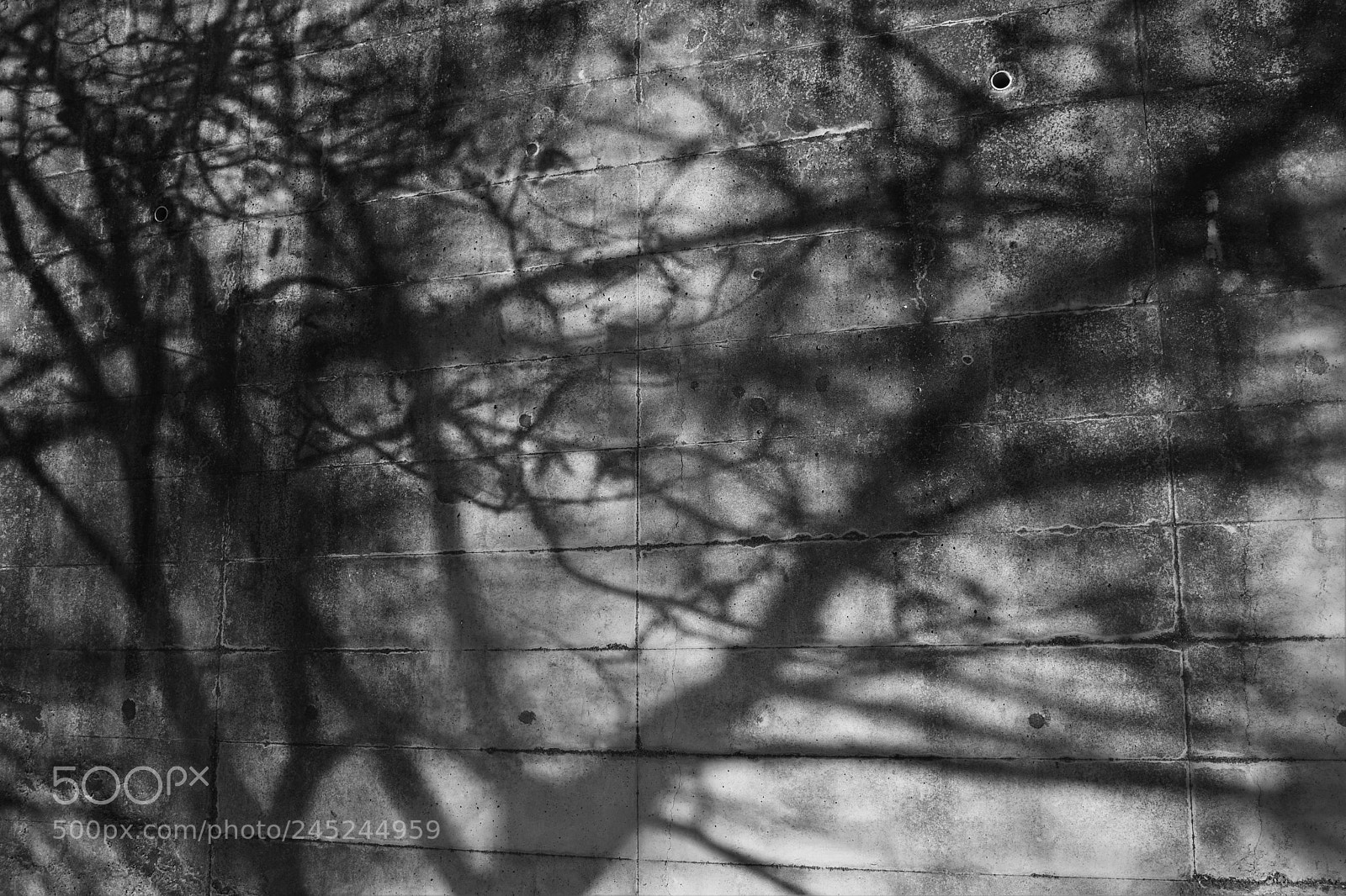 Nikon D500 sample photo. Concrete canvas photography