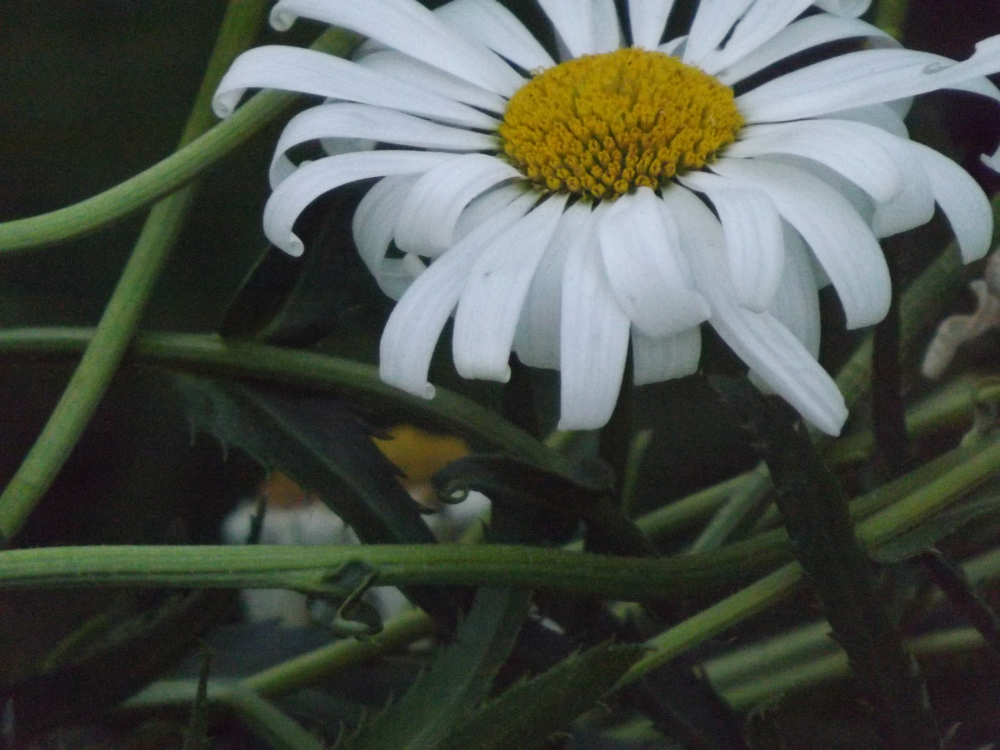 Fujifilm FinePix S4530 sample photo. White daisy photography