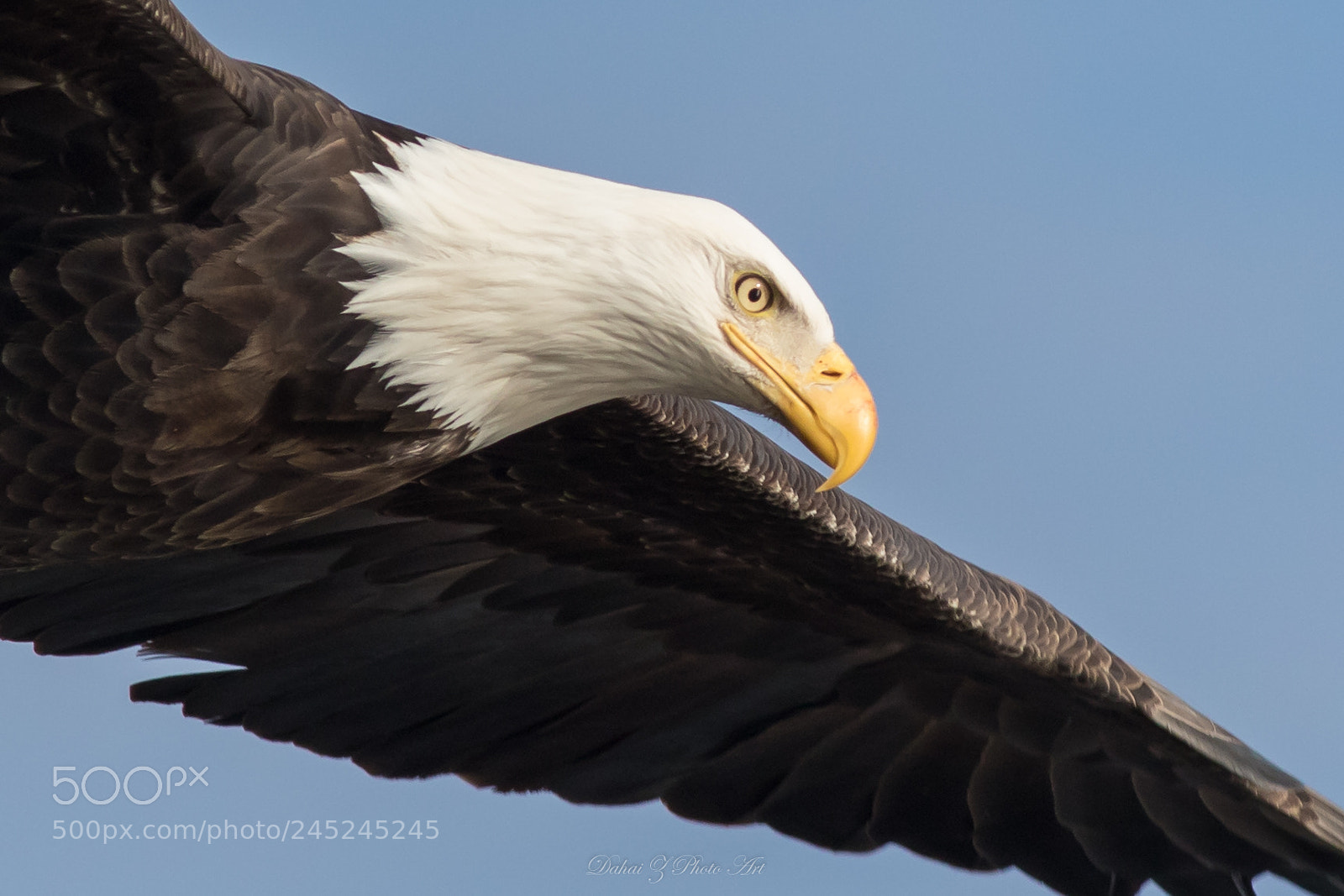 Canon EOS 7D Mark II sample photo. Close encounter photography