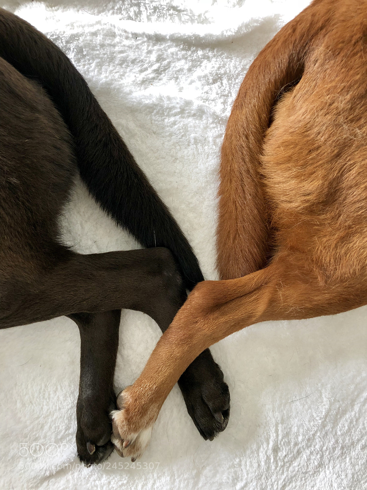 Apple iPhone 8 sample photo. Mother and son lab-mixes photography