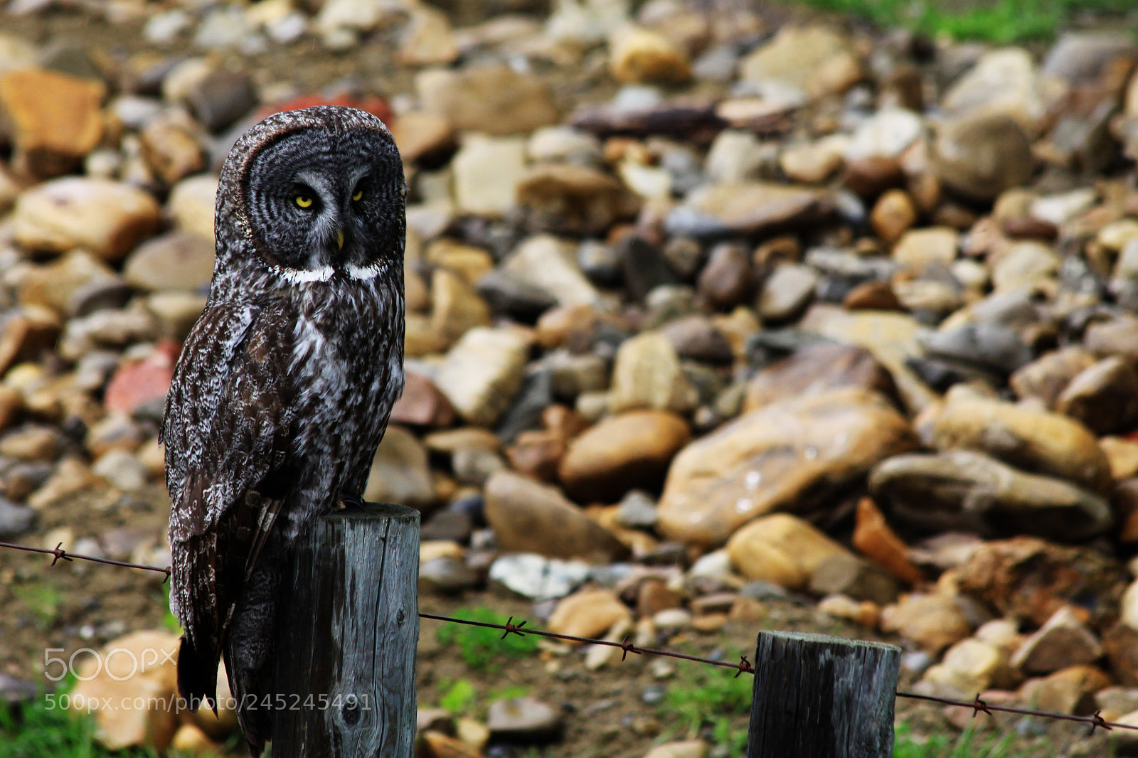 Canon EOS 50D sample photo. Sooty owl photography
