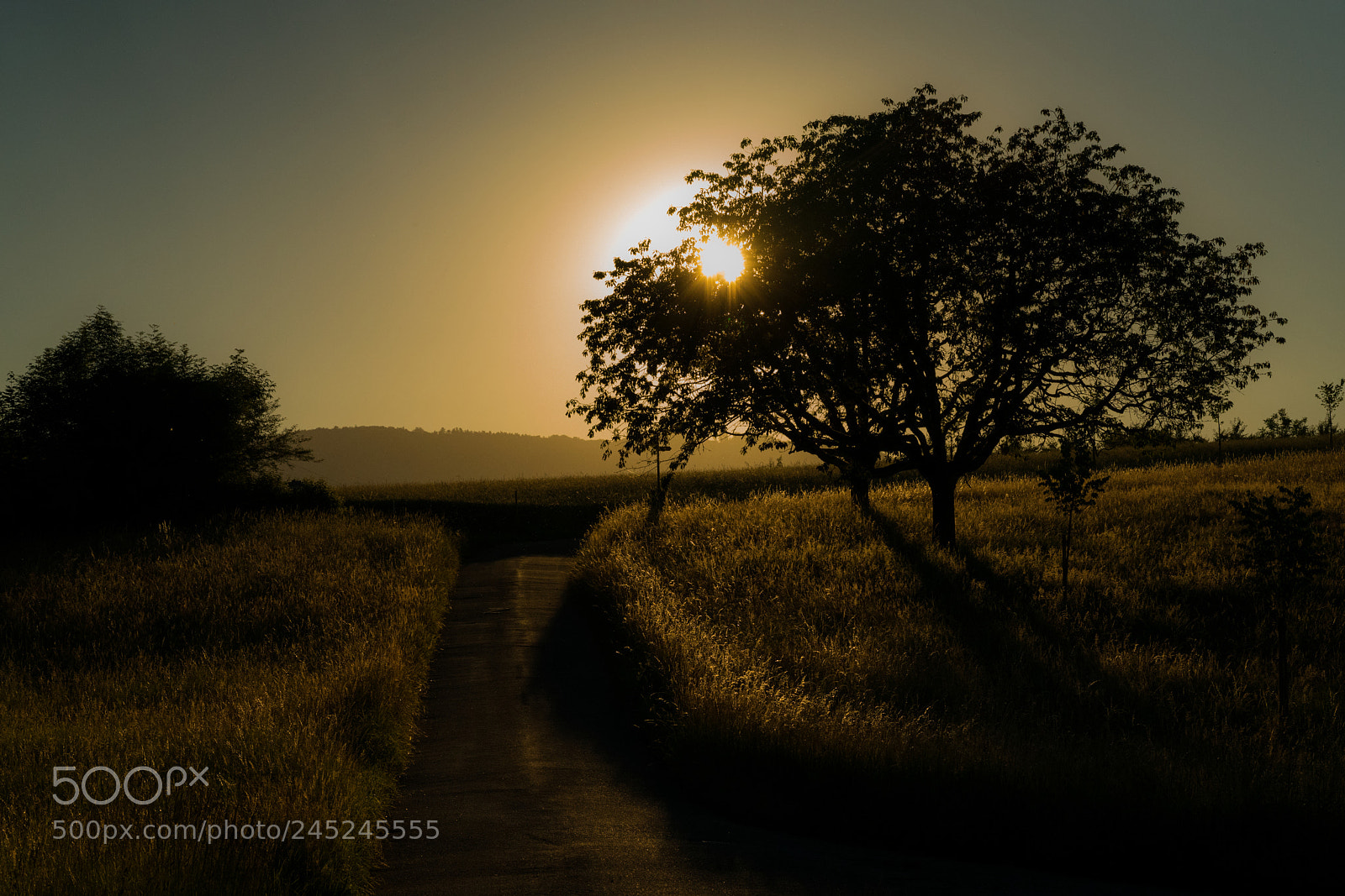Sony a7R II + Sony FE 90mm F2.8 Macro G OSS sample photo. To the sunset photography