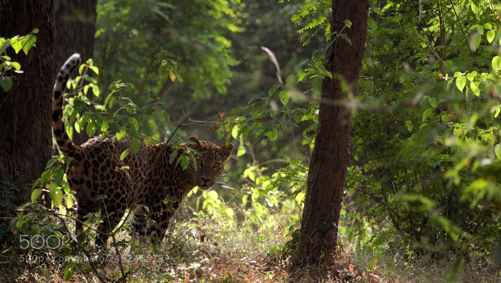 Canon EOS 60D sample photo. Ghost of the jungle photography