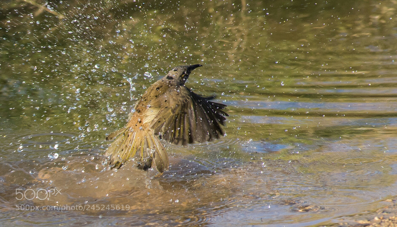 Nikon D610 sample photo. Quick swim photography