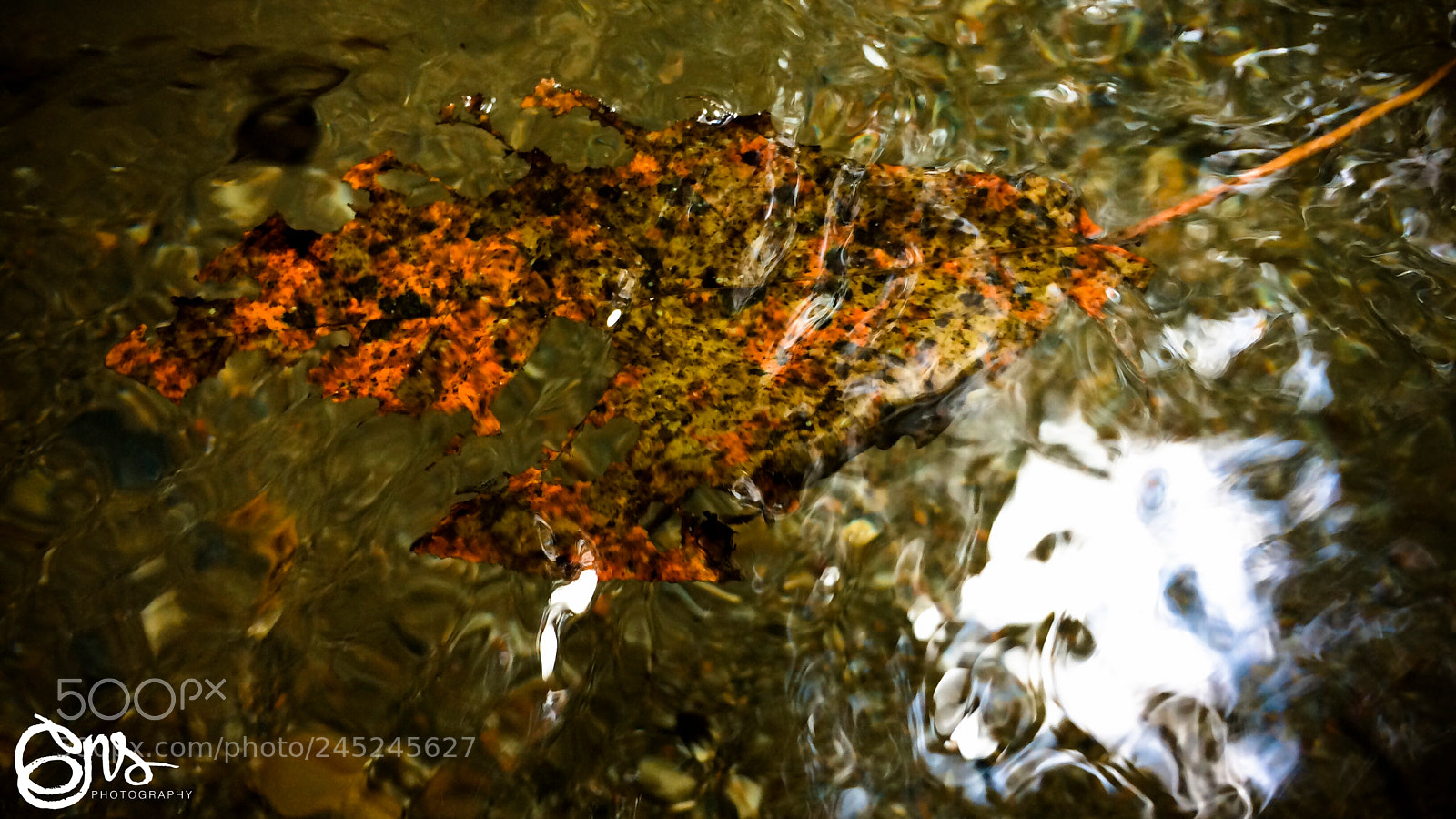 Apple iPhone 5s sample photo. Wet tree leaves... photography