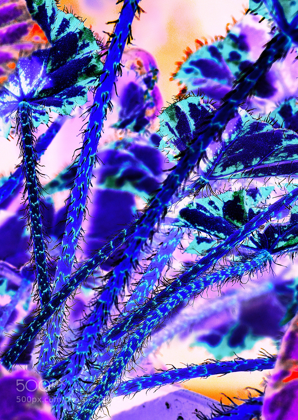 Nikon D7200 sample photo. Neon plants photography