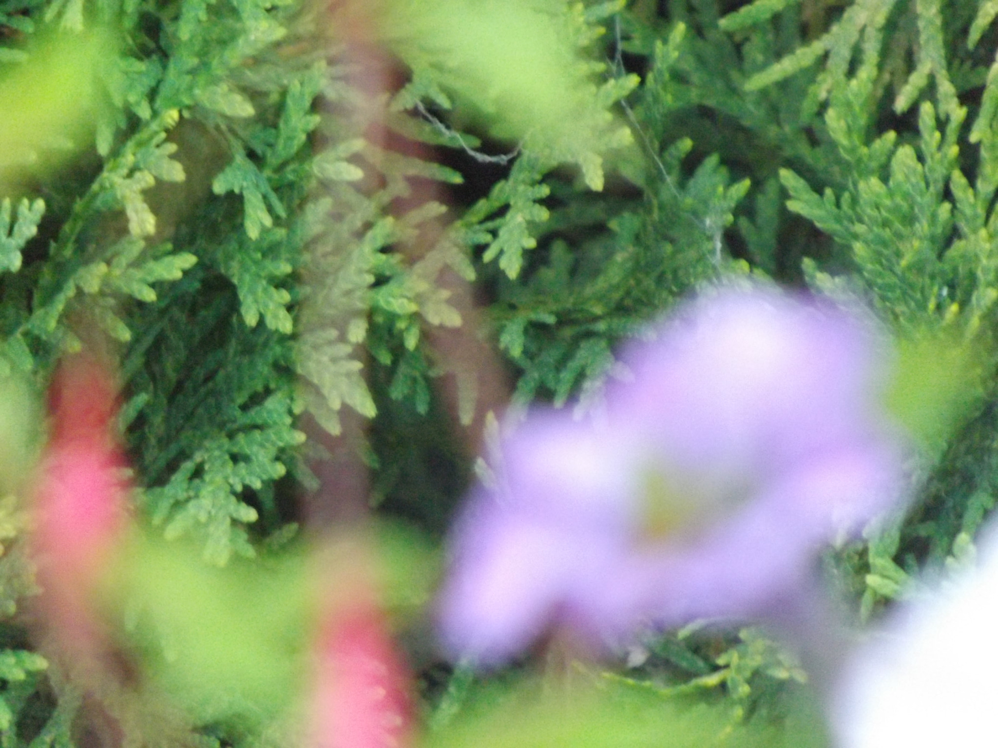 Fujifilm FinePix S4530 sample photo. Flower blur photography
