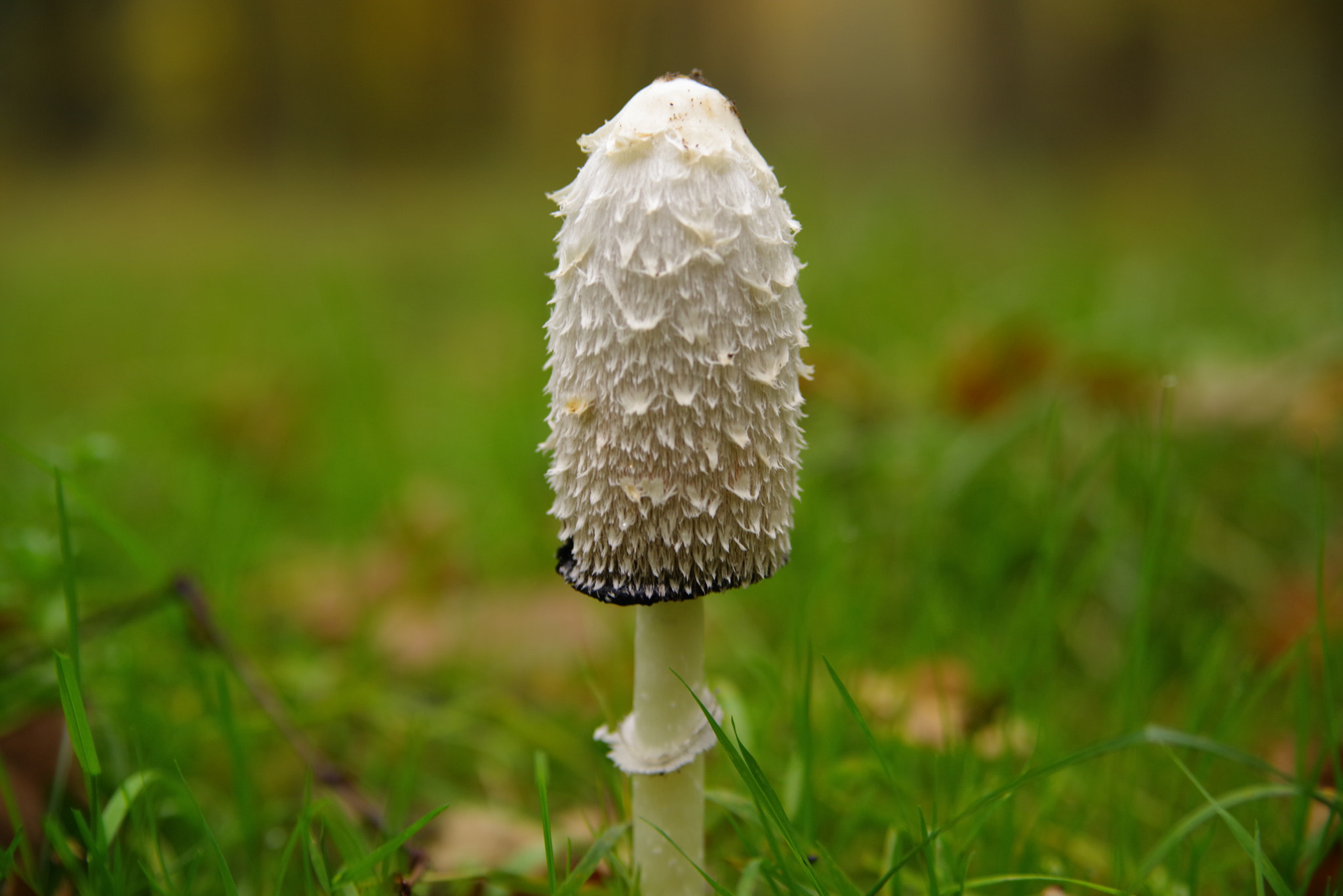 Pentax K-1 sample photo. Mushroom - coprinus comatus photography