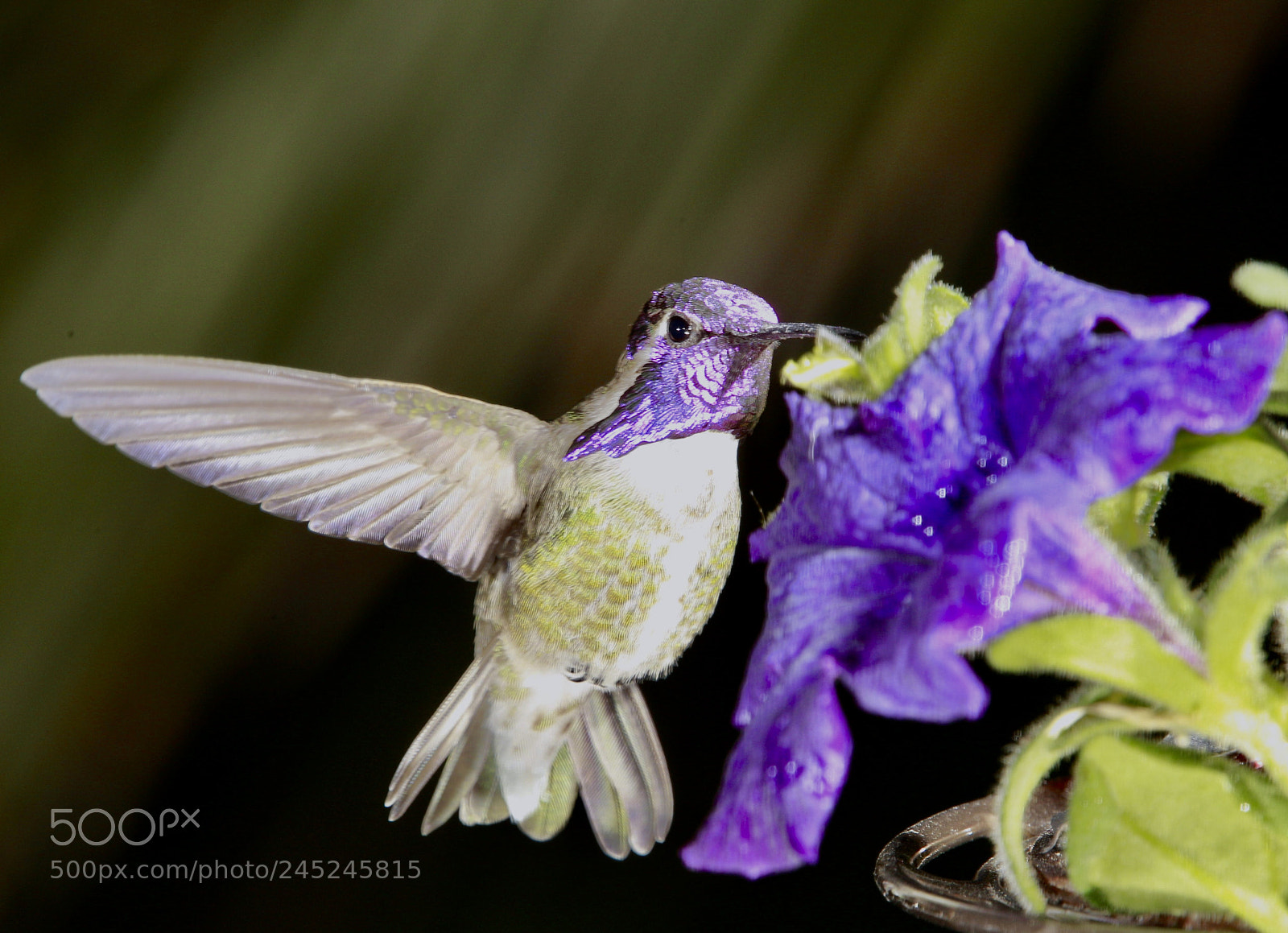 Canon EOS-1D Mark IV sample photo. Untitled photography