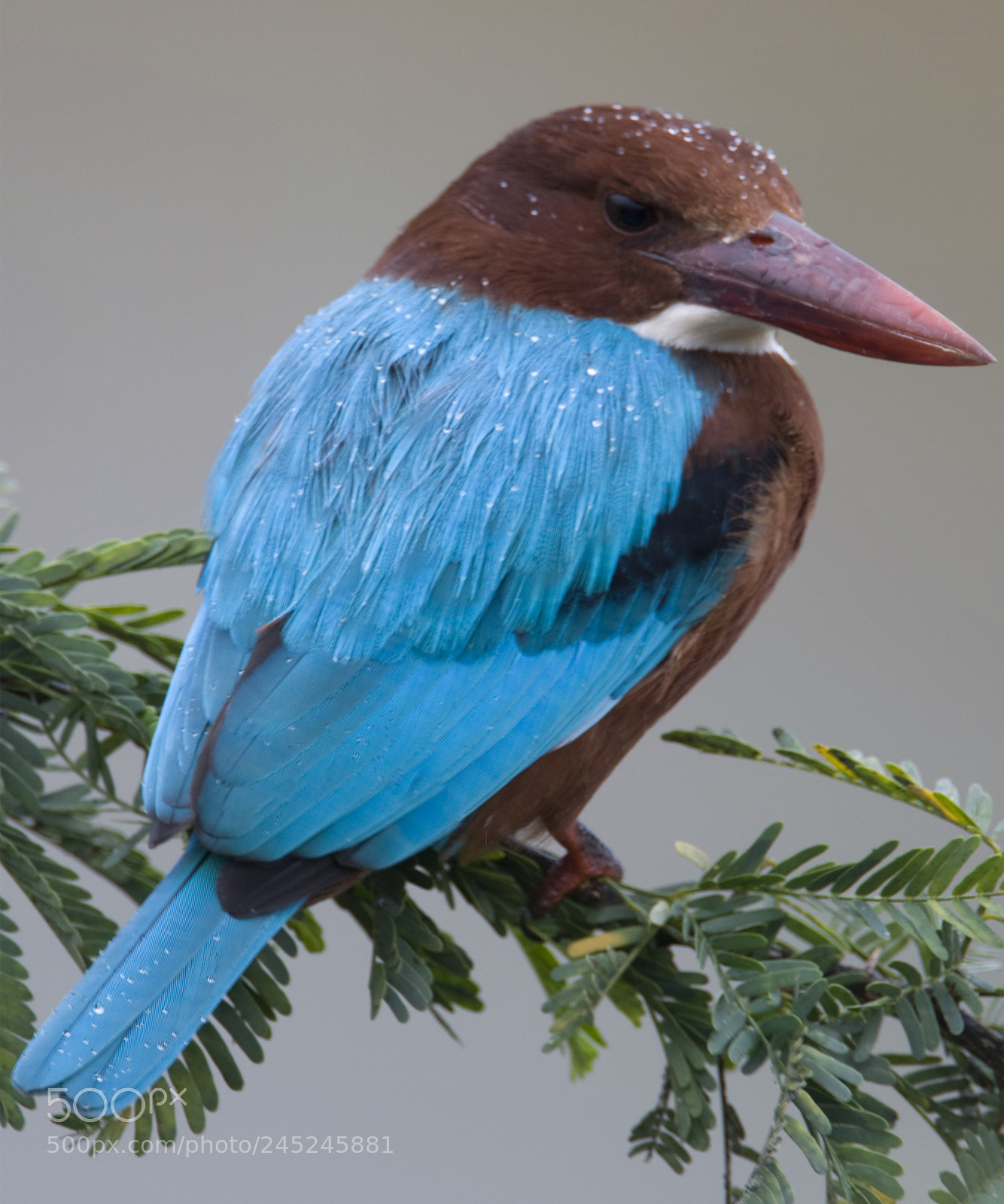Nikon D90 sample photo. White throated kingfisher after photography