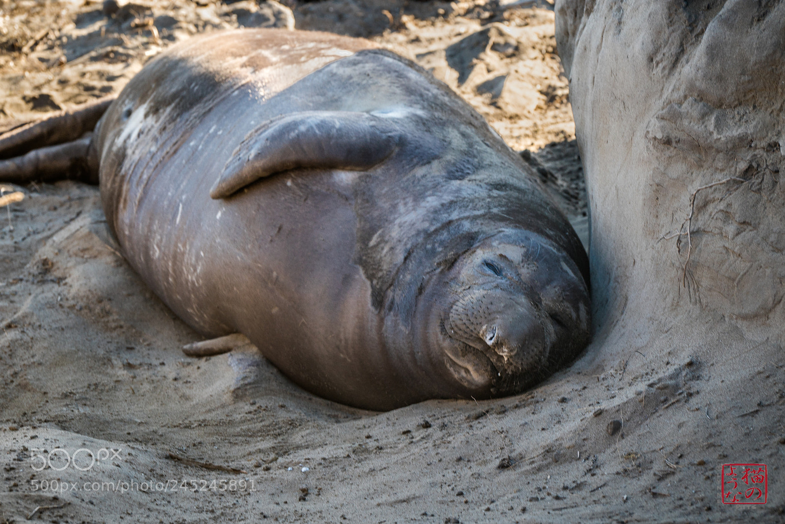 Sony a7S sample photo. Snoozing in the sun photography