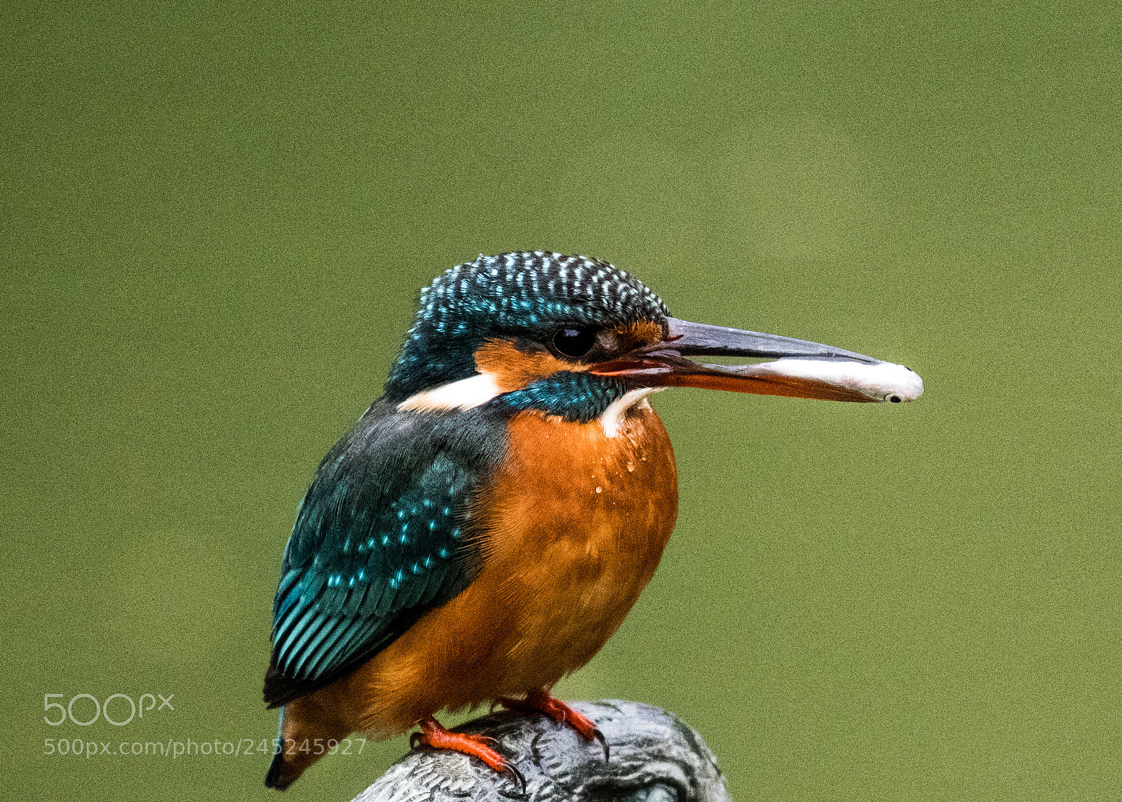 Nikon D500 sample photo. Common kingfisher 2 photography