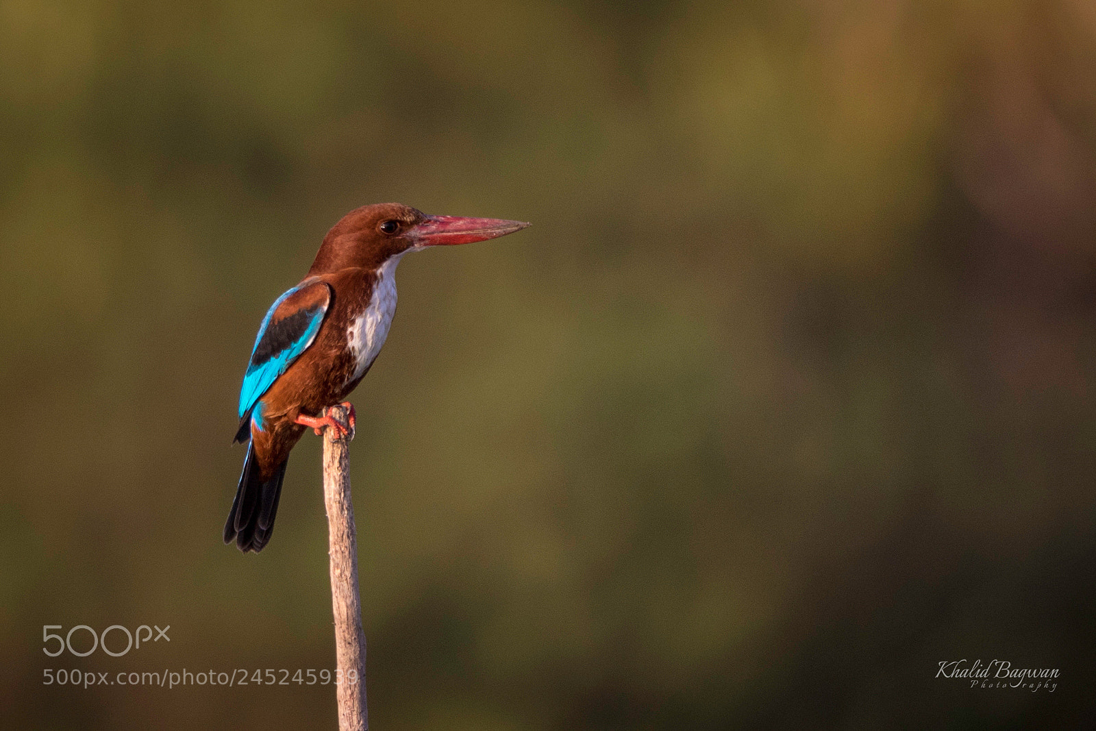 Canon EOS 7D Mark II sample photo. White breasted kingfisher photography