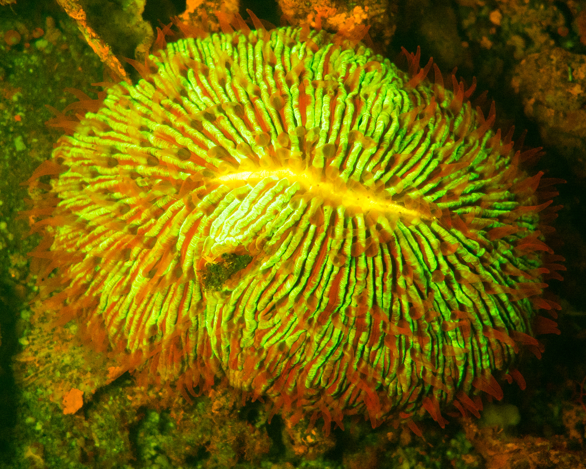Panasonic Lumix DMC-LX10 (Lumix DMC-LX15) sample photo. Lembeh photography