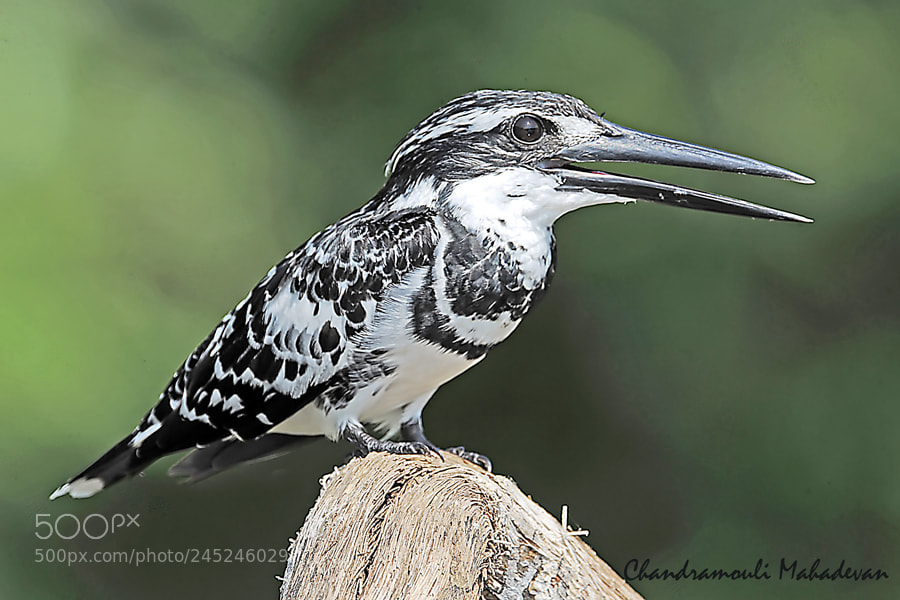 Nikon D3X sample photo. Pied kingfisher photography