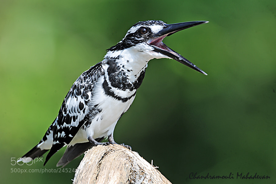 Nikon D3X sample photo. Pied kingfisher photography