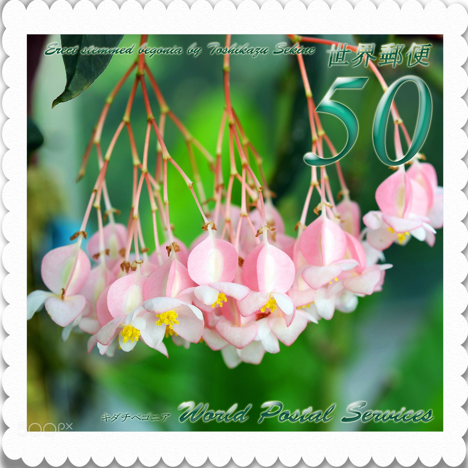 Nikon D800E sample photo. Erect stemmed begonia photography