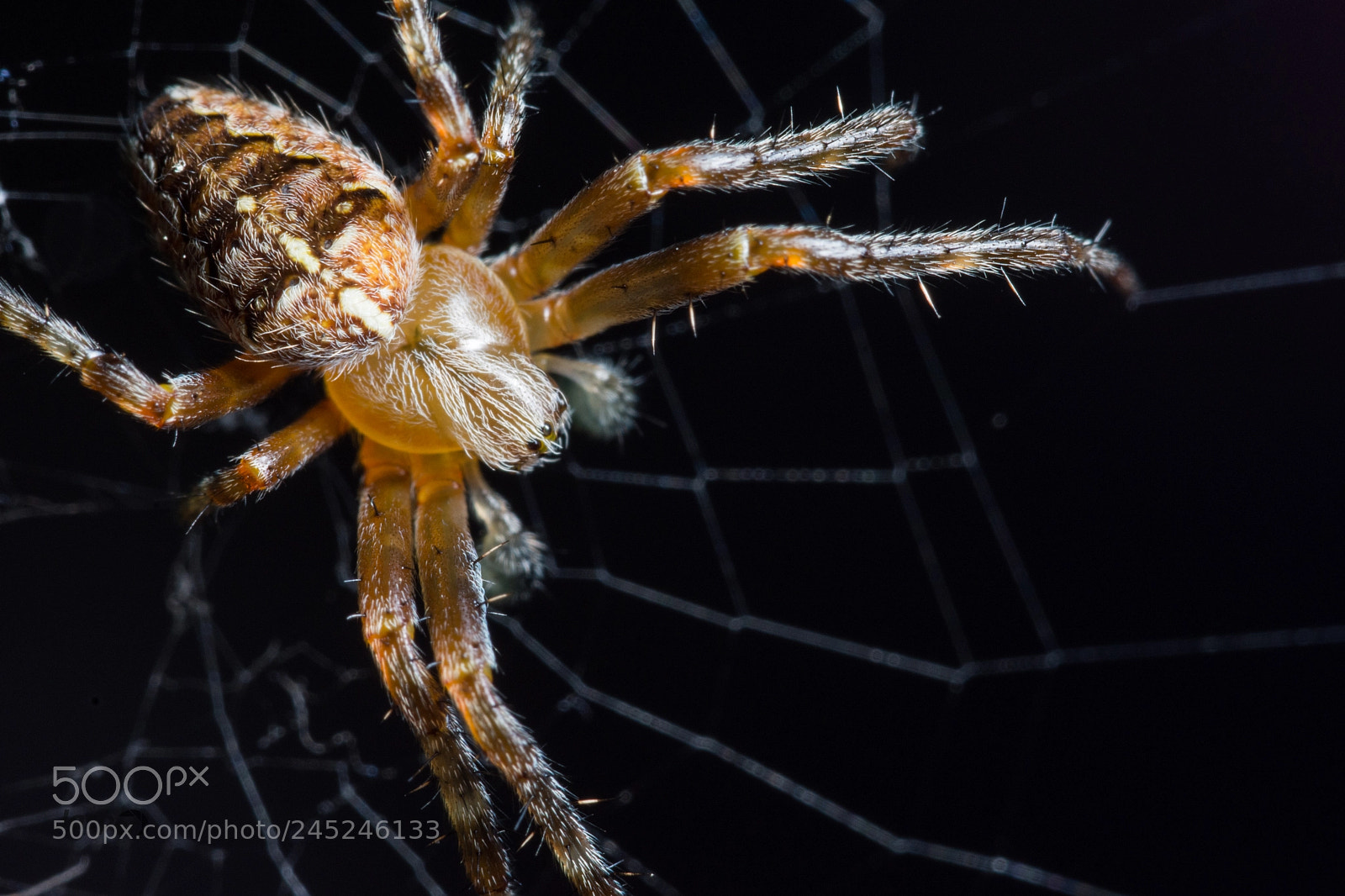 Nikon D7200 sample photo. Spider photography