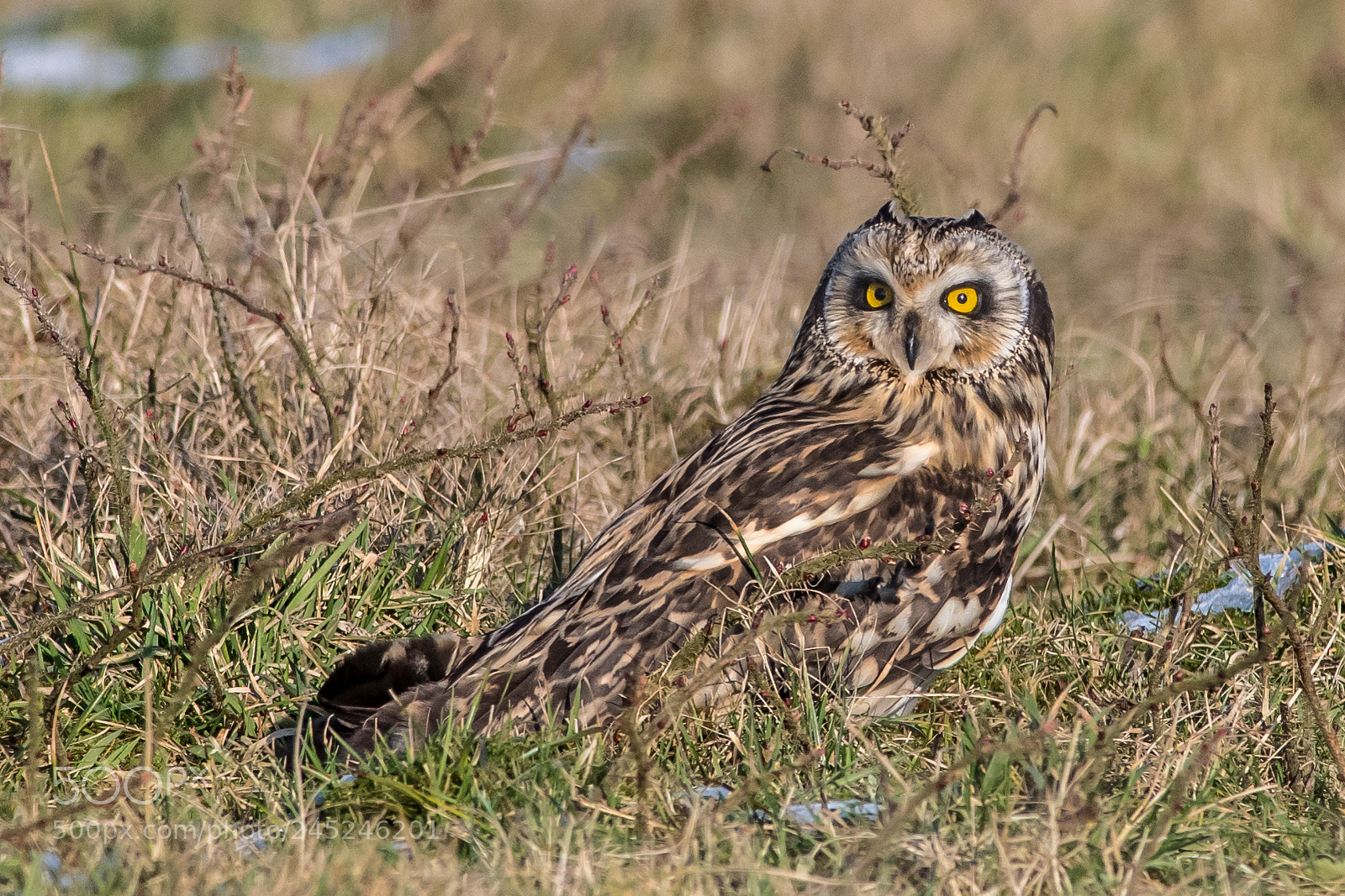 Nikon D500 sample photo. Short-eared owl photography