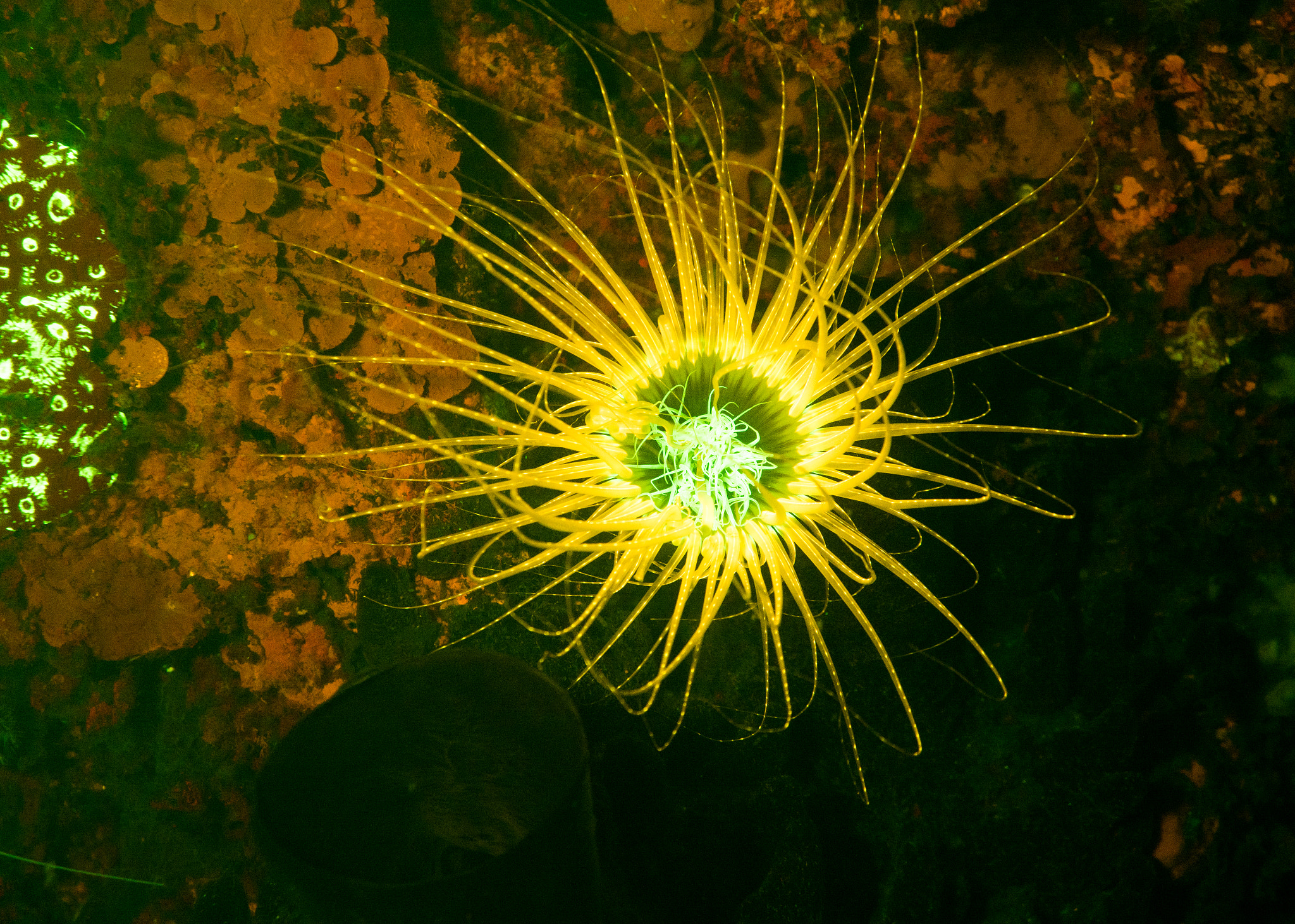 Panasonic Lumix DMC-LX10 (Lumix DMC-LX15) sample photo. Lembeh photography