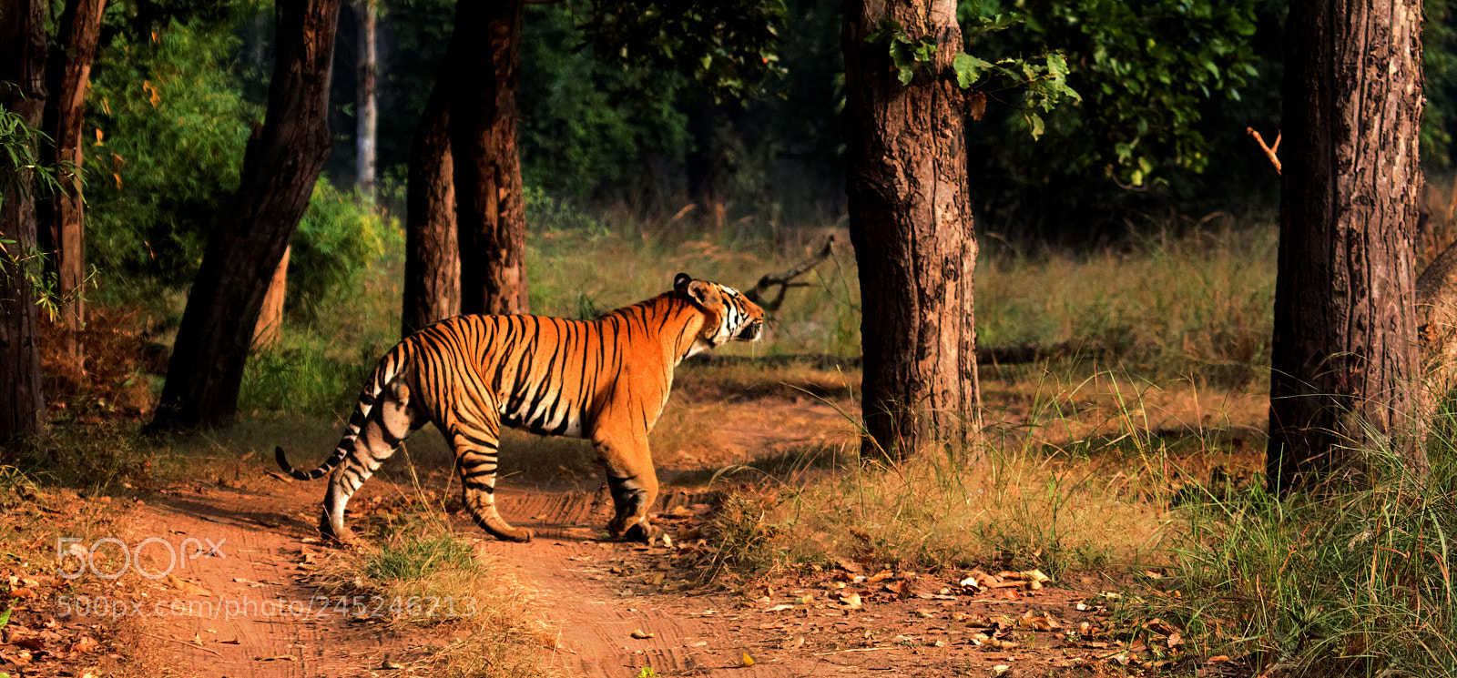 Canon EOS 60D sample photo. A male tiger patrolling photography