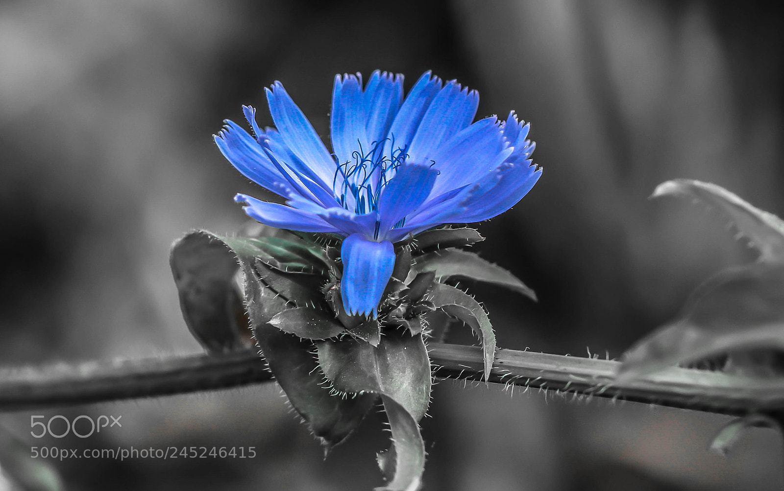 Canon EOS 60D sample photo. Nigella photography