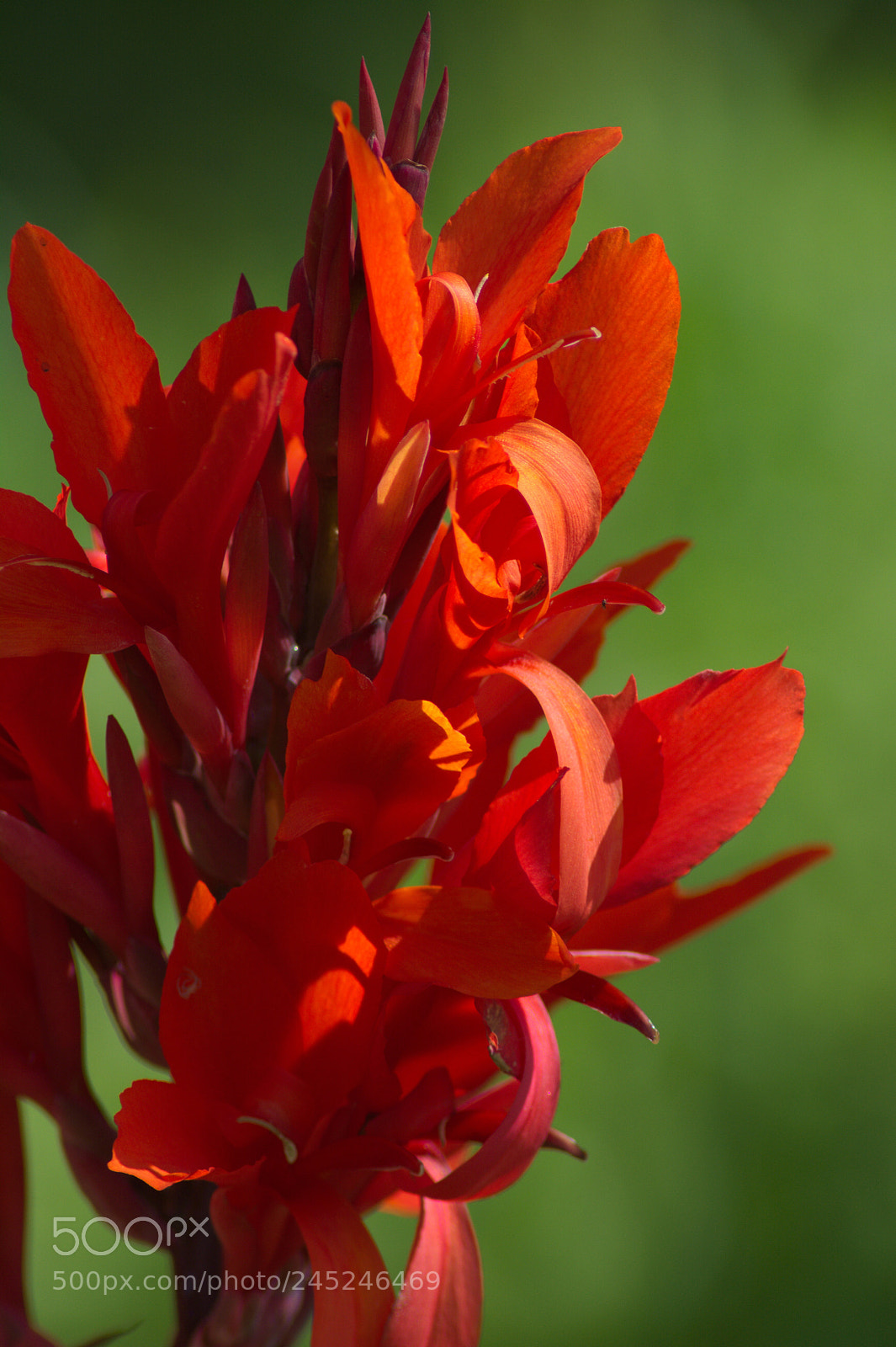 Nikon D5200 sample photo. Canna photography