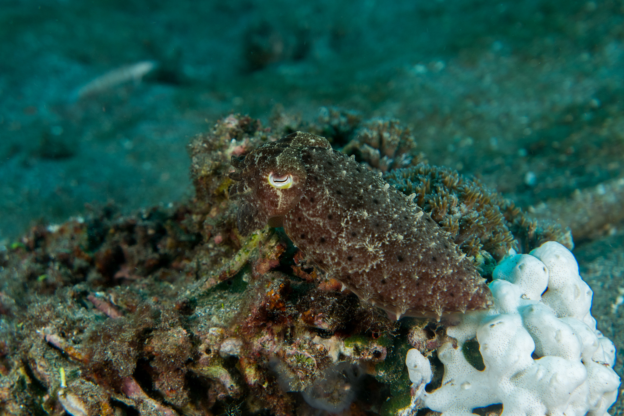 Panasonic Lumix DMC-LX10 (Lumix DMC-LX15) sample photo. Lembeh photography