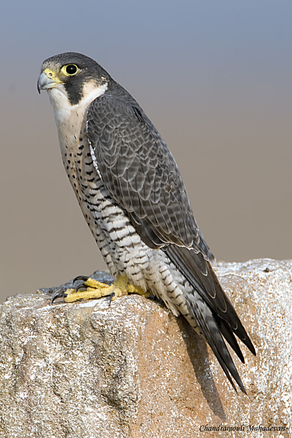 Nikon D300 sample photo. Peregrine falcon photography