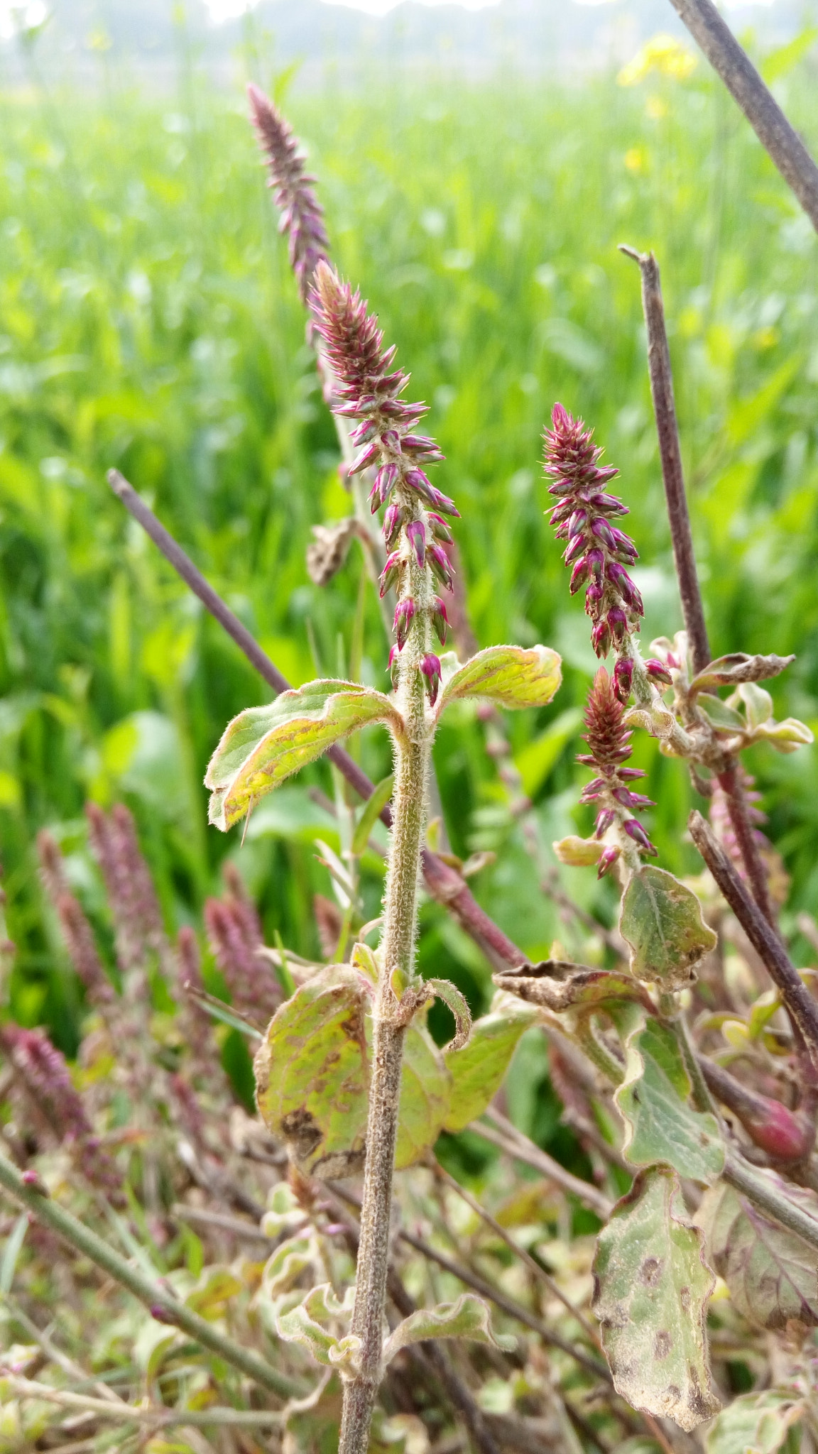 Lenovo VIBE X3 LITE sample photo
