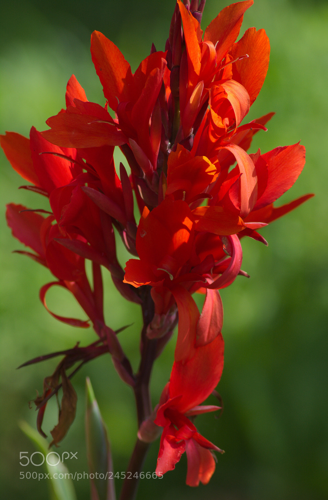 Nikon D5200 sample photo. Canna2 photography