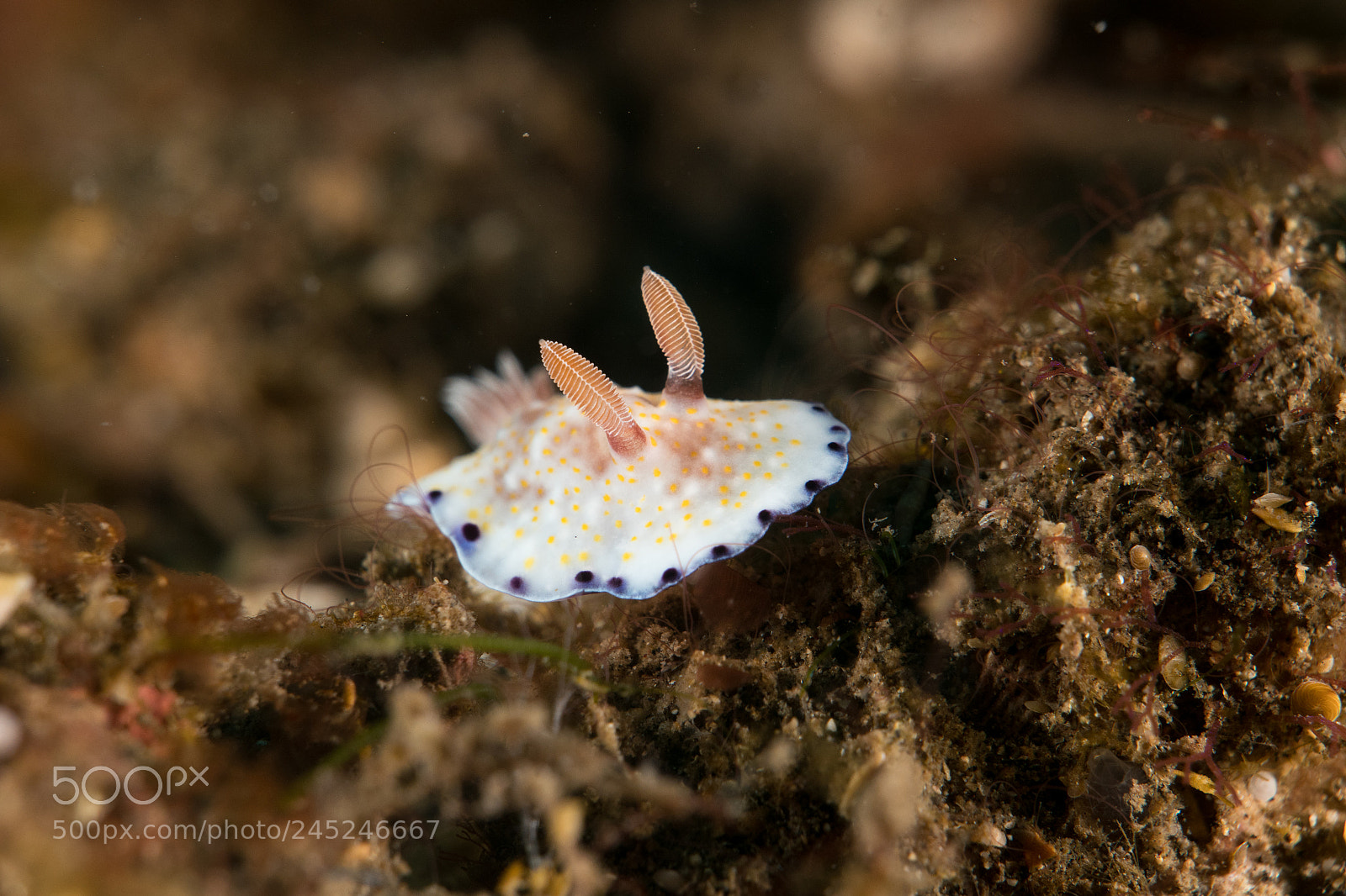 Panasonic Lumix DMC-LX10 (Lumix DMC-LX15) sample photo. Lembeh photography