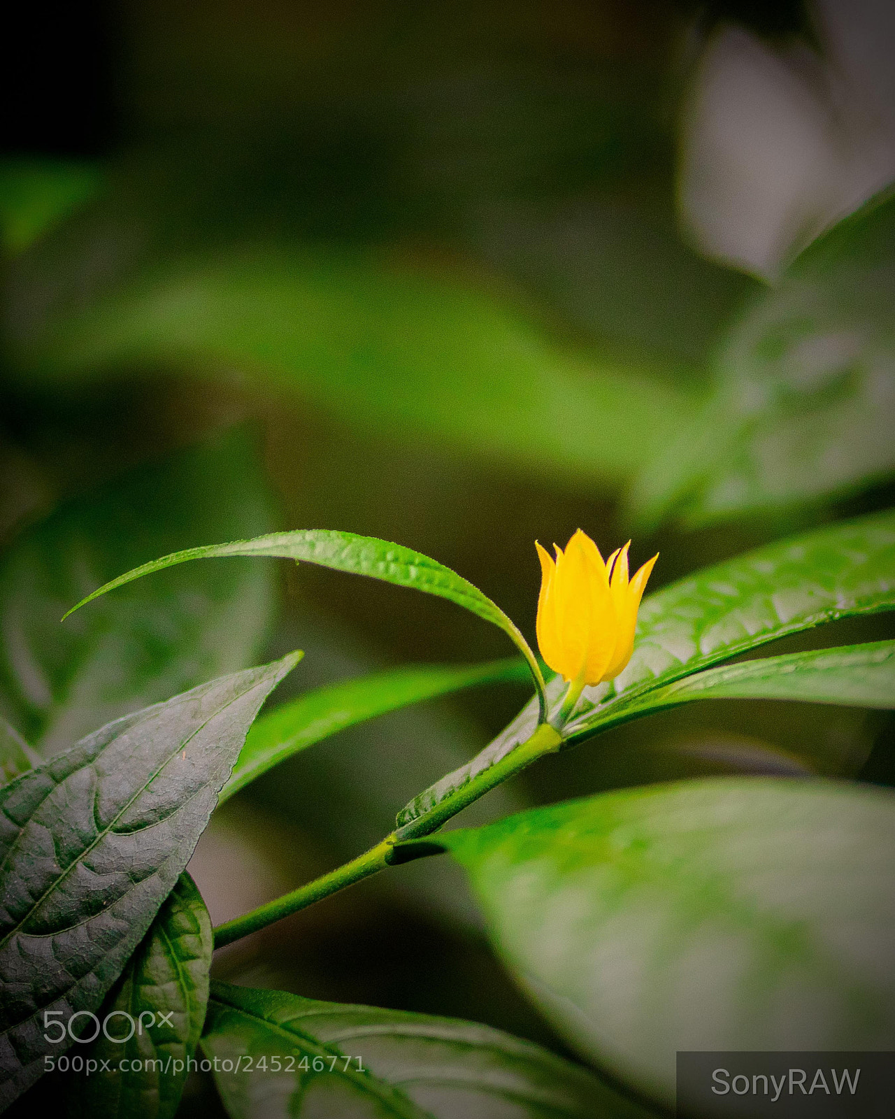 Sony a6500 sample photo. Pachystachys lutea- lollipop plant photography