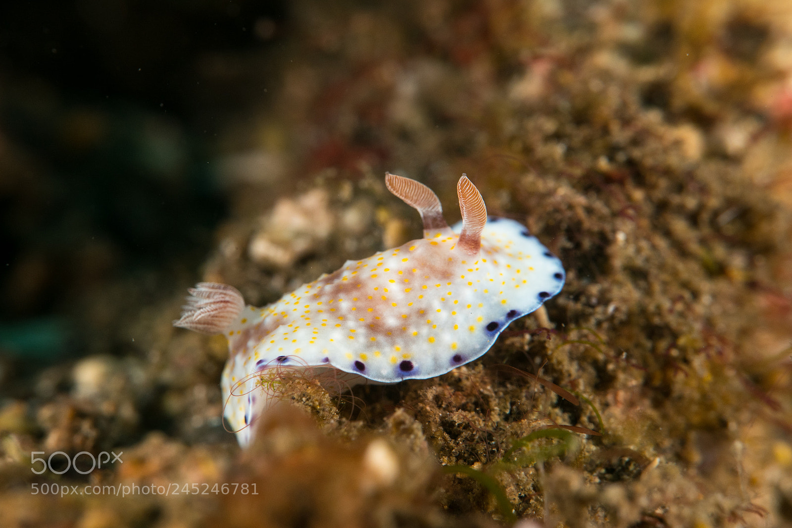 Panasonic Lumix DMC-LX10 (Lumix DMC-LX15) sample photo. Lembeh photography
