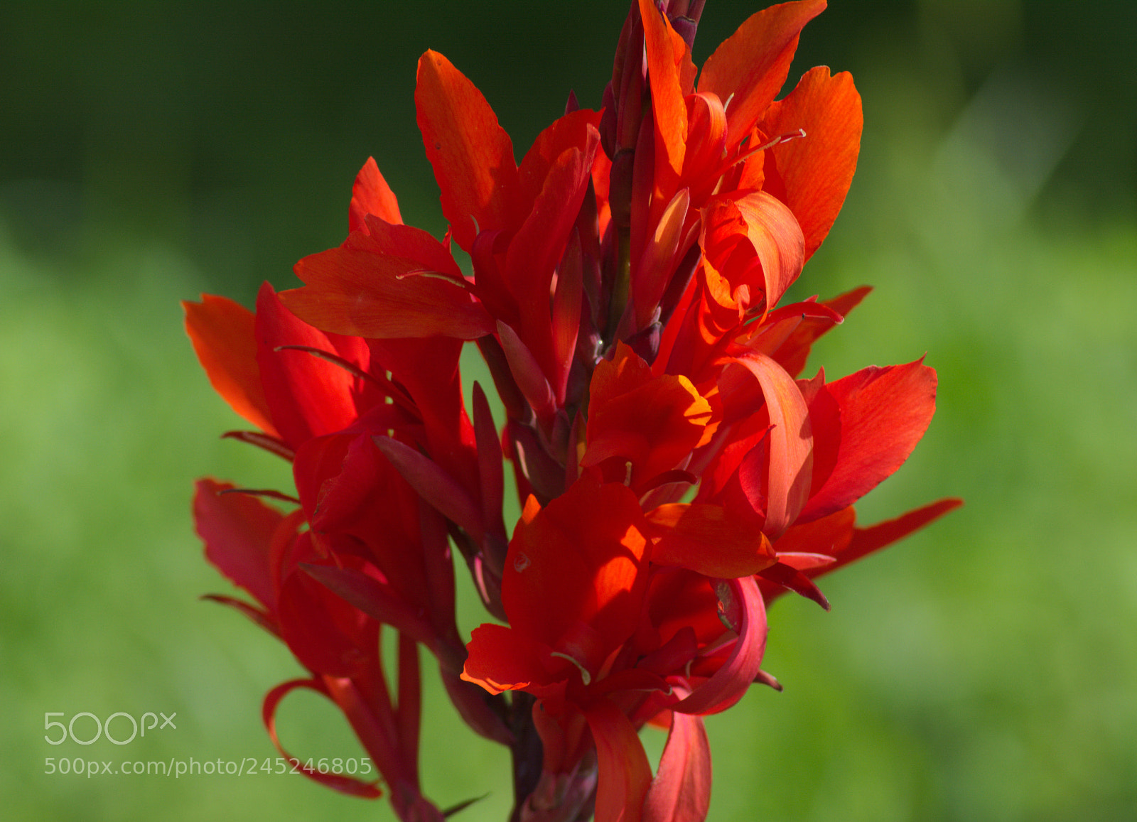 Nikon D5200 sample photo. Canna3 photography