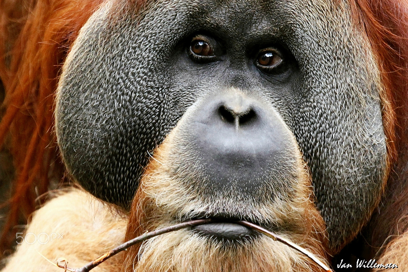 Canon EF 100-400mm F4.5-5.6L IS USM sample photo. Orang-utan photography
