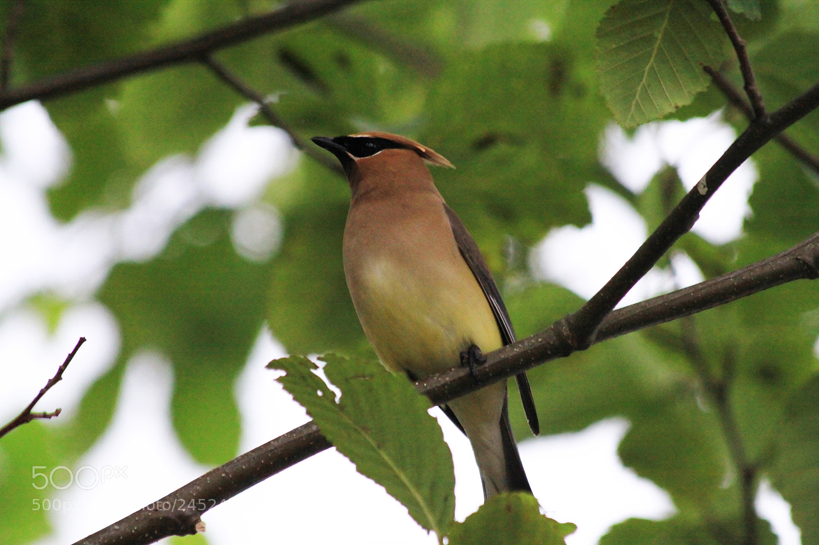 Canon EOS 50D sample photo. Shaded photography