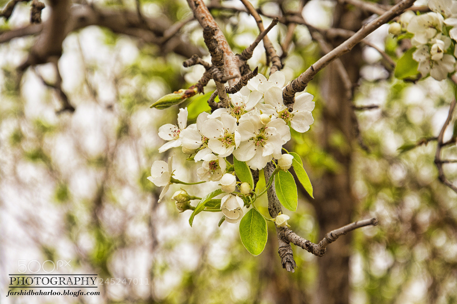Nikon D5200 sample photo. Dsc photography