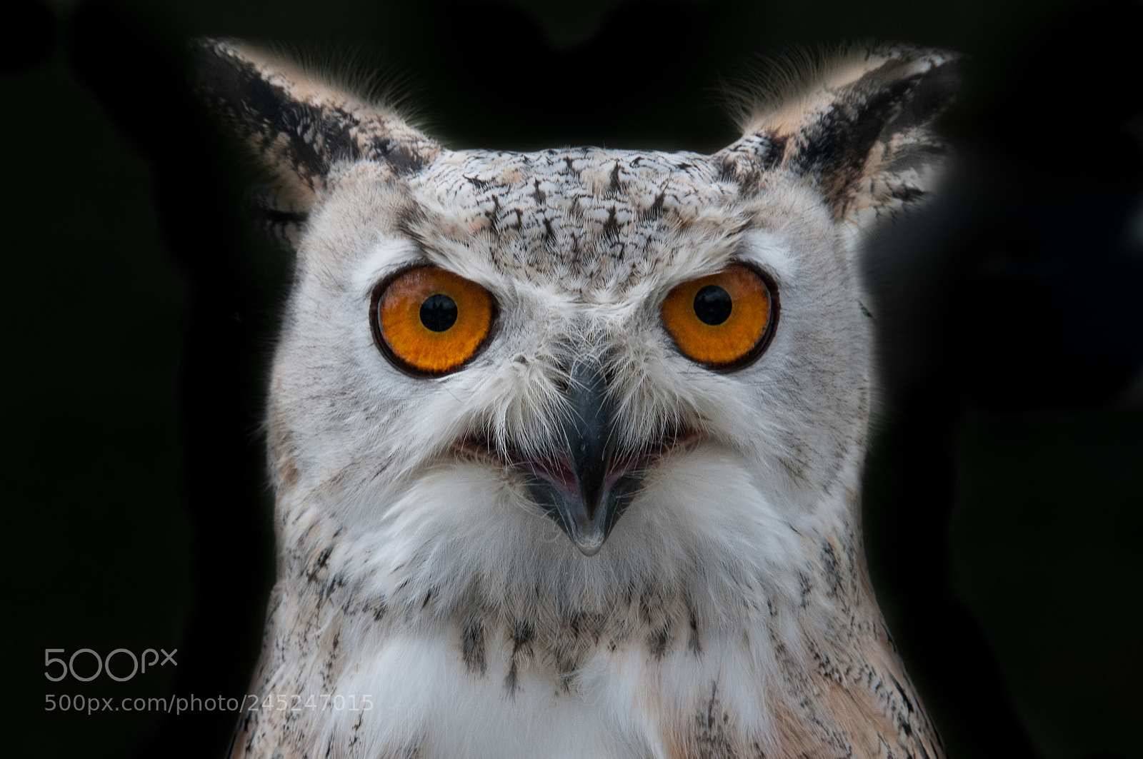 Nikon D300S sample photo. Grand duc photography